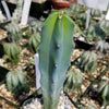 Blue Myrtle Cactus - Myrtillocactus geometrizans