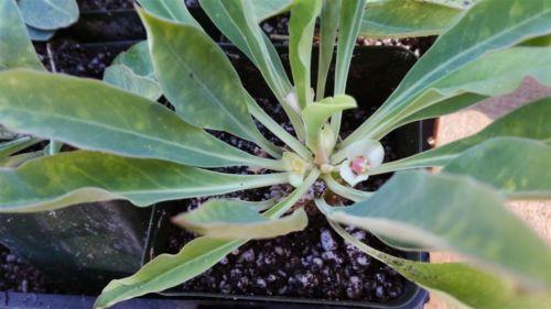 pine cone plant succulent Euphorbia bupleurifolia