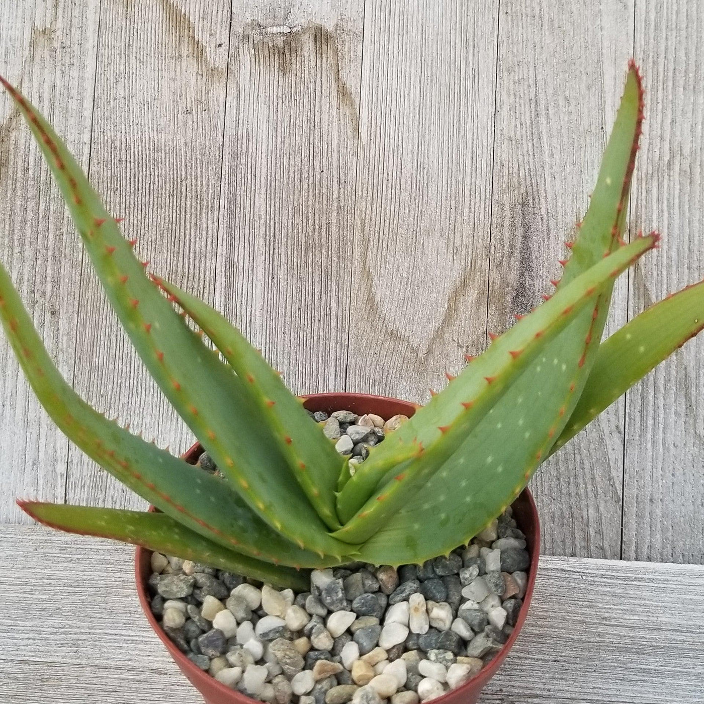 Aloe Vanbalenii For Sale