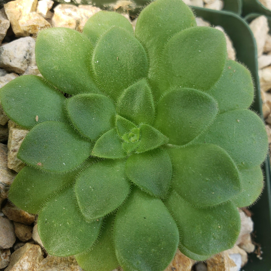 Aeonium pseudotabuliforme Green Platters