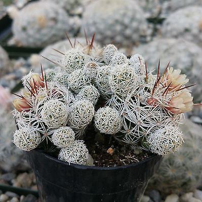 Thimble cactus - Mammillaria gracilis 'fragilis'