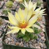 Mammillaria sphaerica