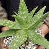 Aloe maculata – Soap Aloe