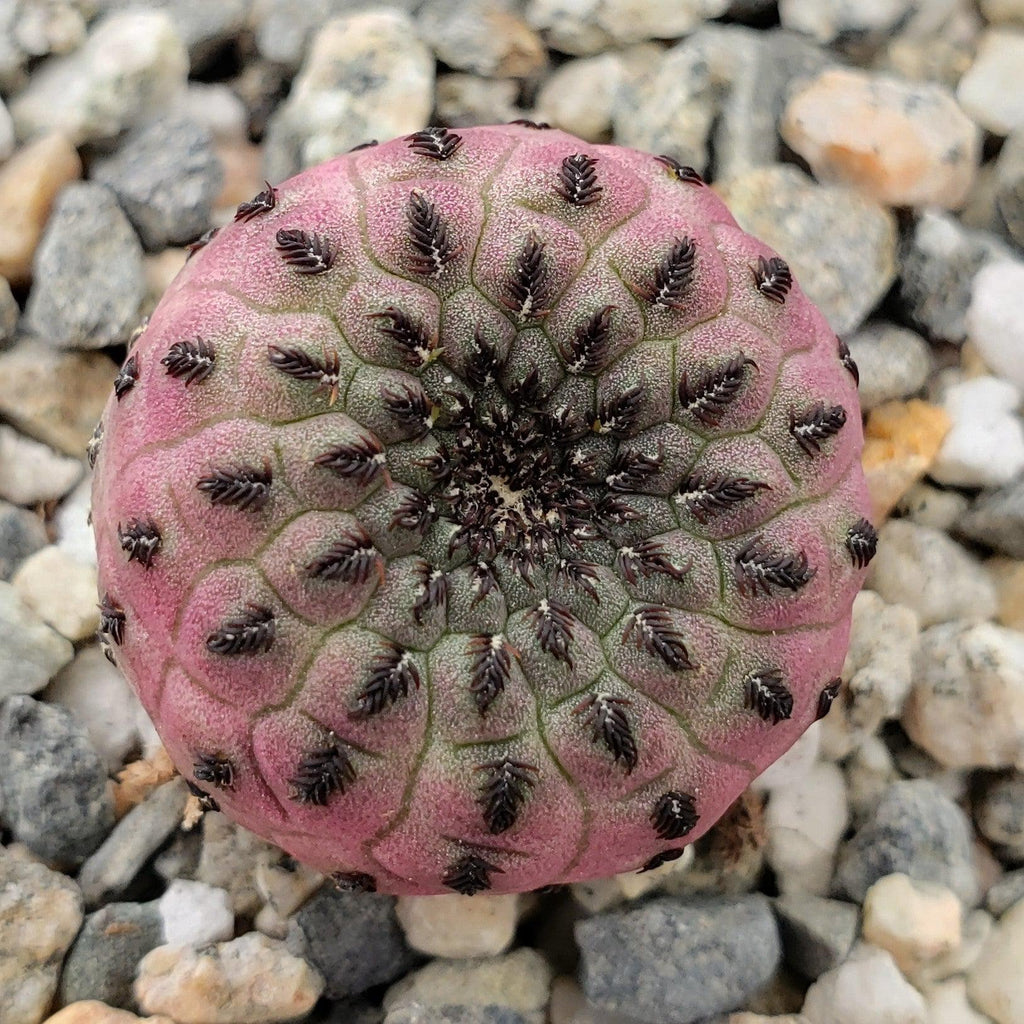 Sulcorebutia rauschii violacidermis