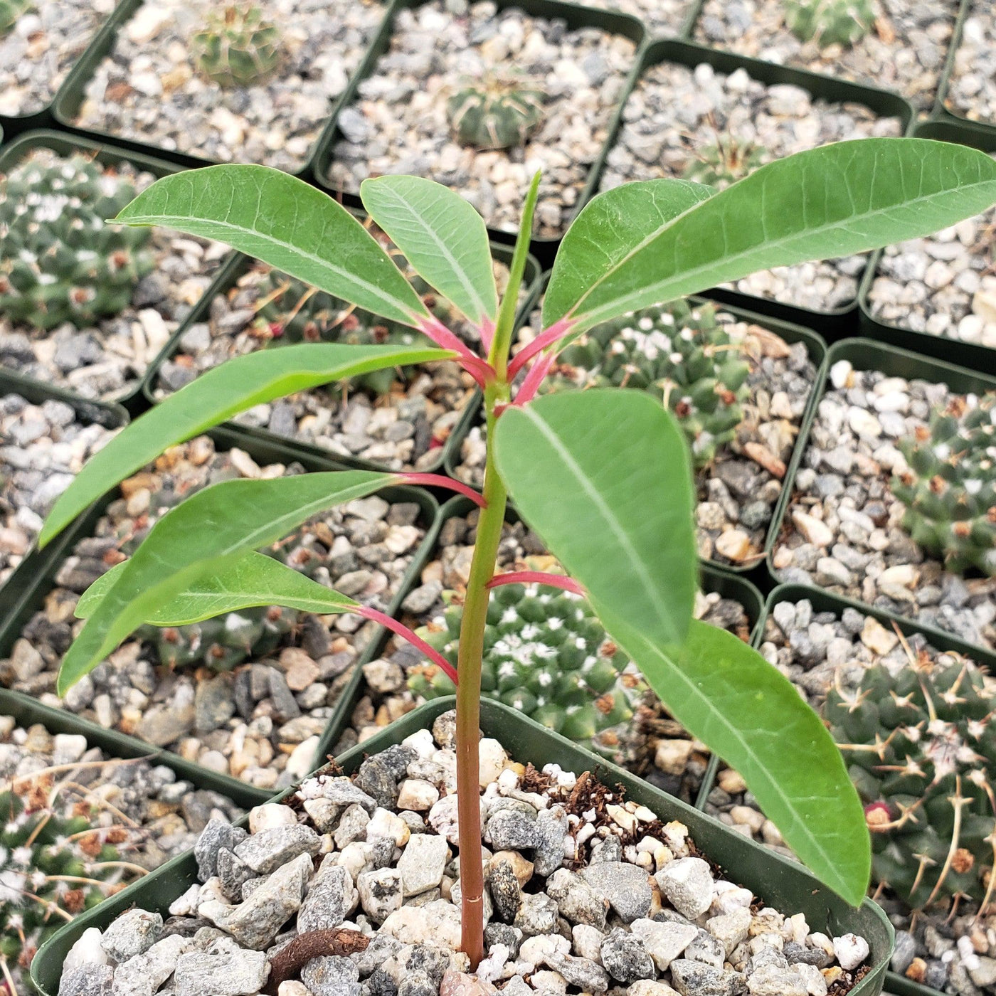 Euphorbia mahabobokensis