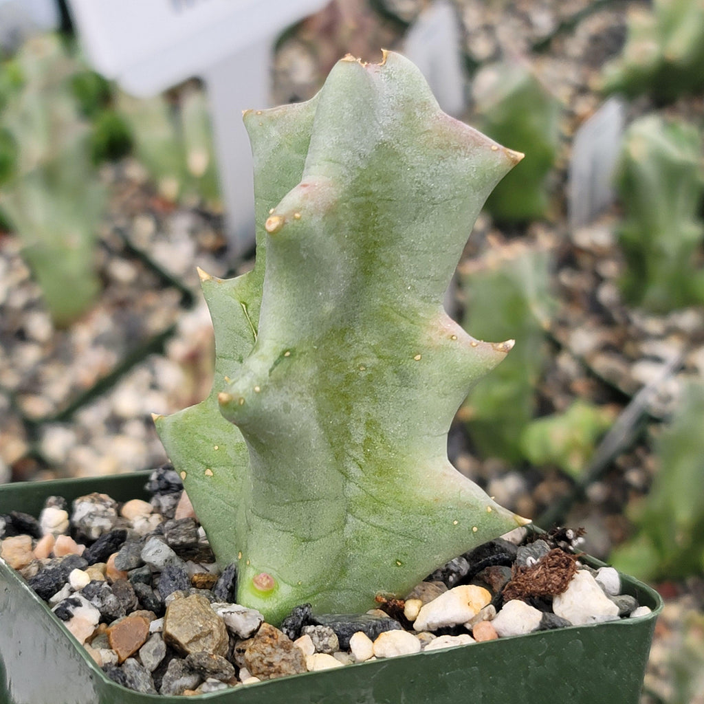 Caralluma melanacantha