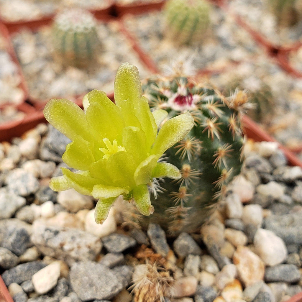Echinocereus viridiflorus montanus