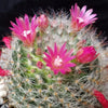 Mammillaria bocasana v. rosalviflora