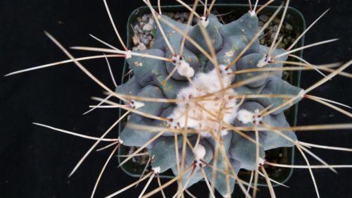 Thelocactus rinconensis