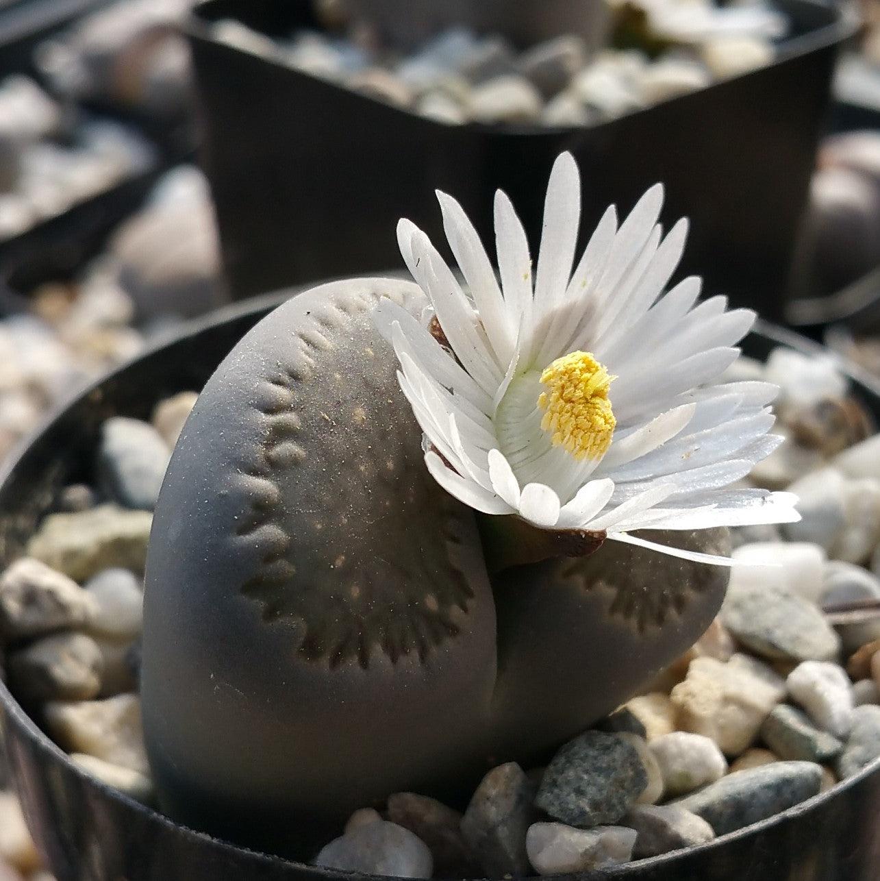 Lithobs Lithops Living Plants for Indoors & Outdoors | Planet Desert