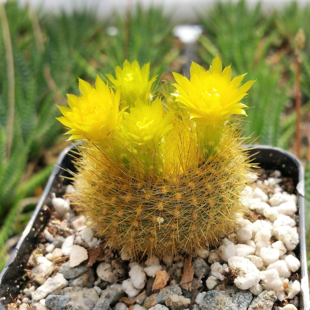 Notocactus graessneri flaviflorus
