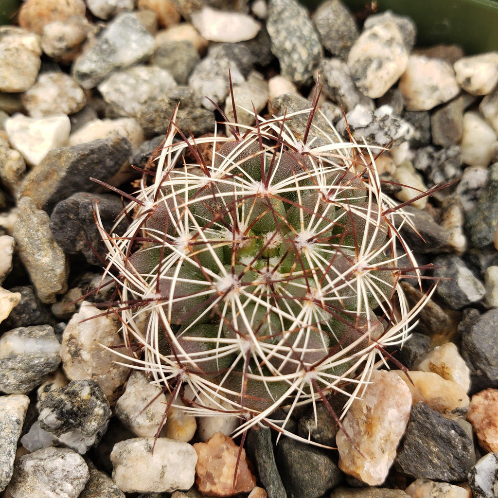 Mammillaria melaleuca