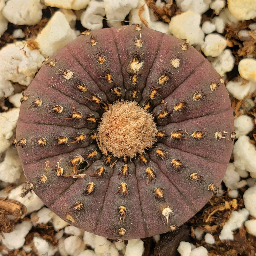 Frailea castanea