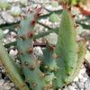 Cape Aloe - Aloe ferox