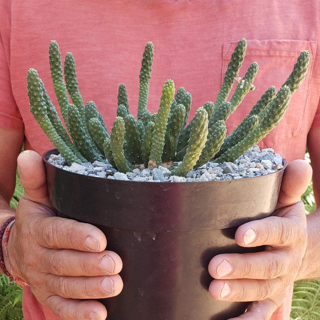 Euphorbia esculenta Large Specimen