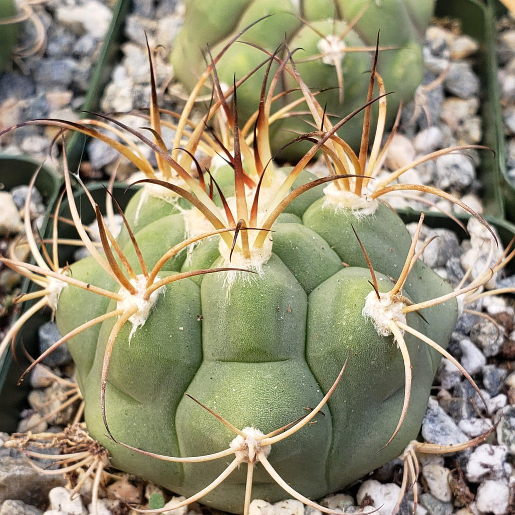Gymnocalycium tomina