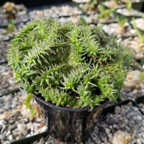Euphorbia spiralis cristata