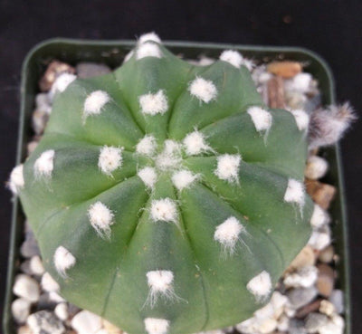 Domino Cactus - Echinopsis subdenudata 'fuzzy navel'