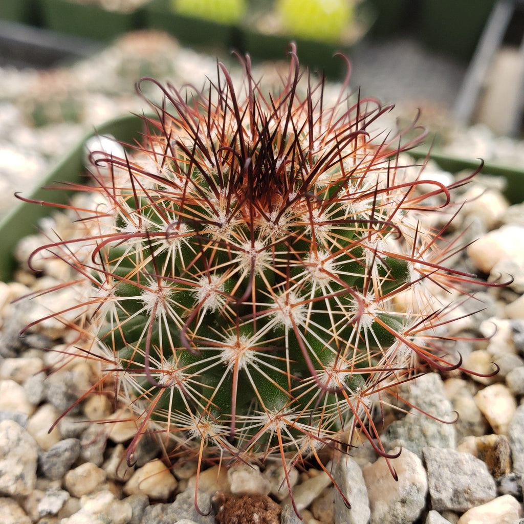 Mammillaria tenango del valle