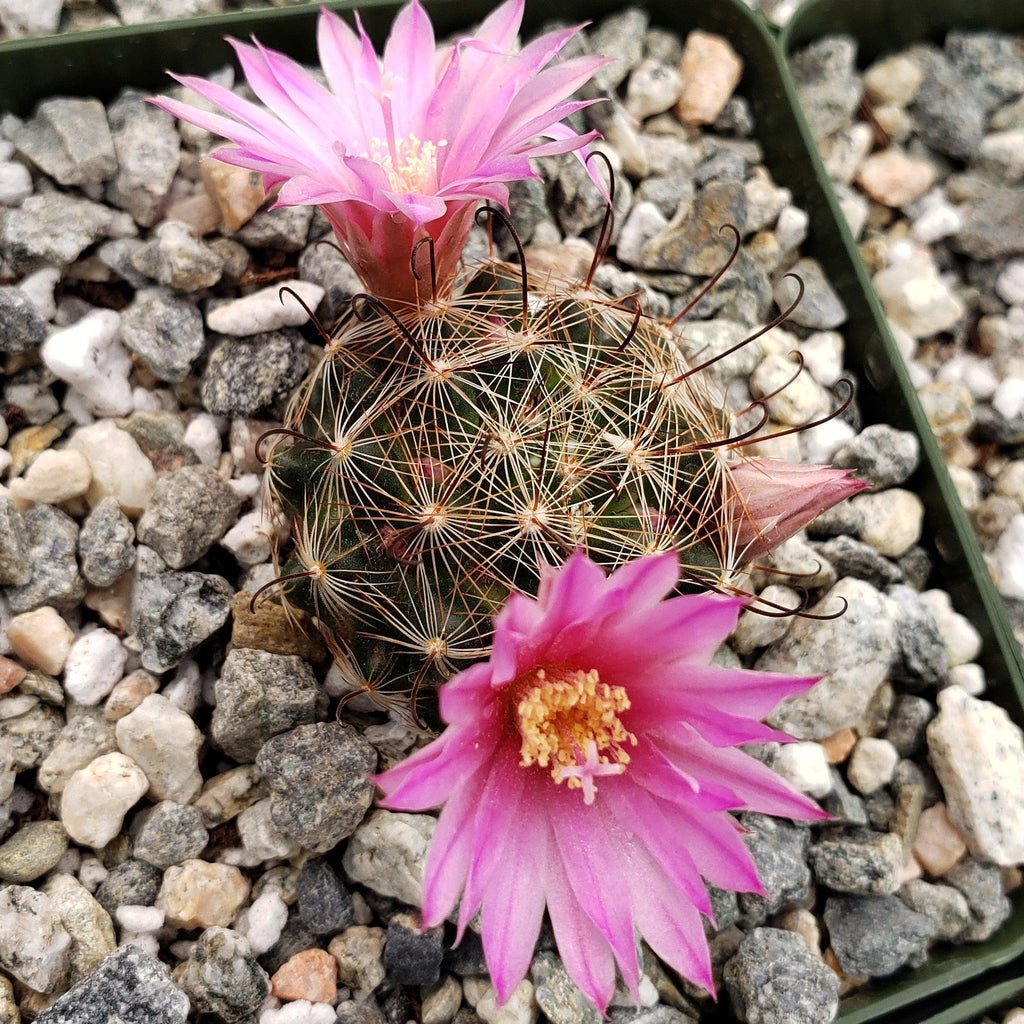 Mammillaria longiflora stampferi