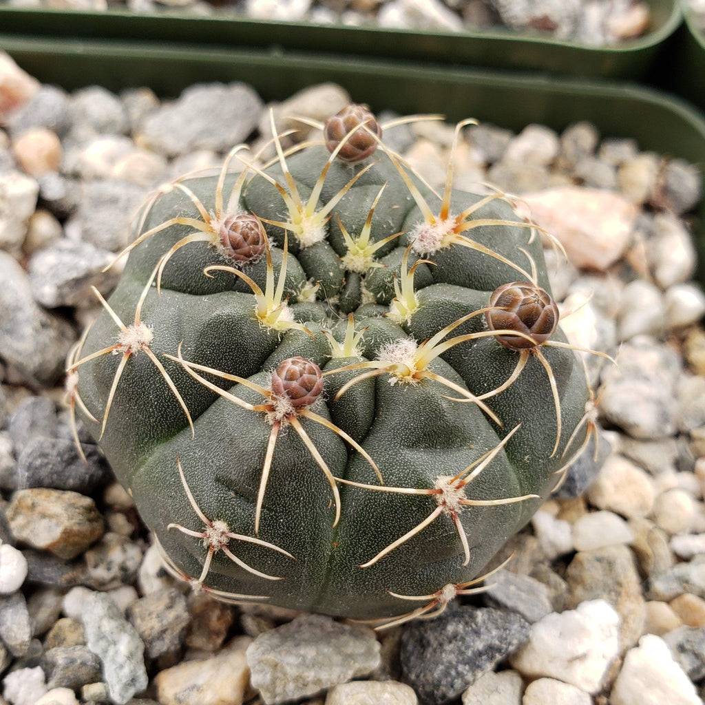 Gymnocalycium schatzlianum mackieanus