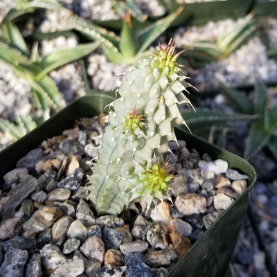 Kalahari Cactus 'Hoodia gordonii'