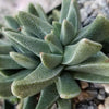 Rabiea difformis