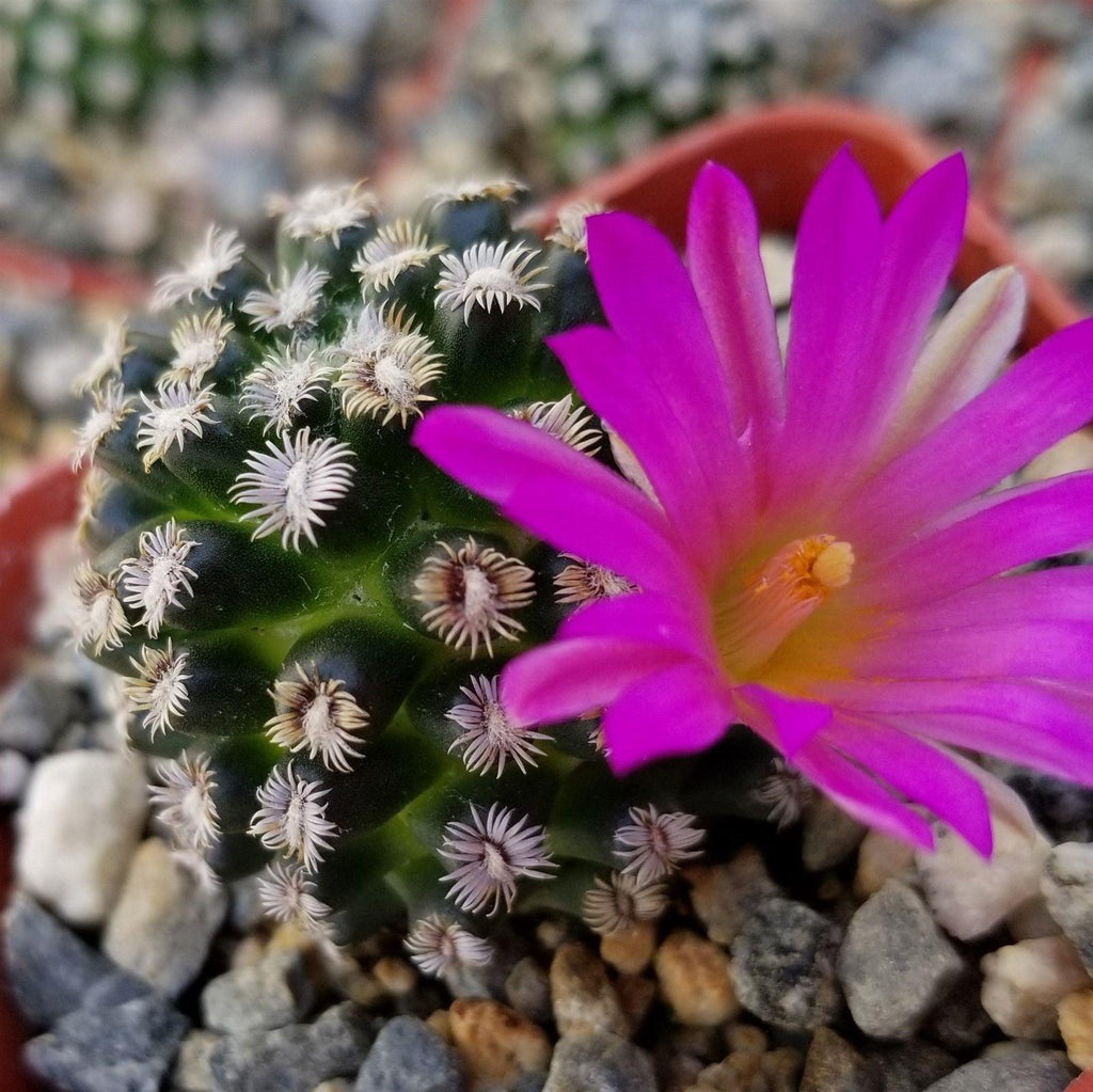 Mammillaria hernandezii