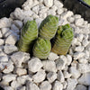 Crassula Columella