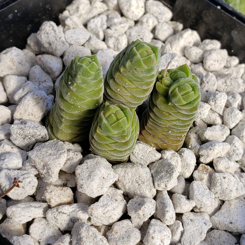 Crassula Columella