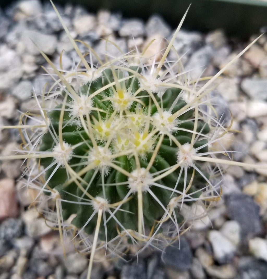 Echinofossulocactus longispinus