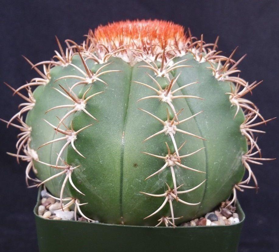 Melocactus matanzanus no cephalium