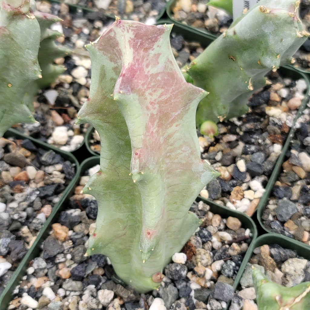 Caralluma melanacantha