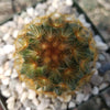 Mammillaria carmenae