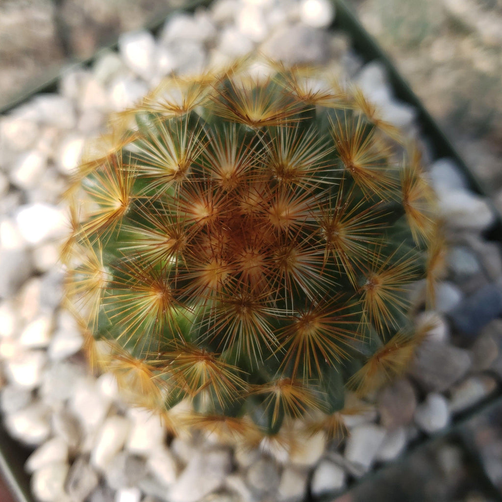 Mammillaria carmenae