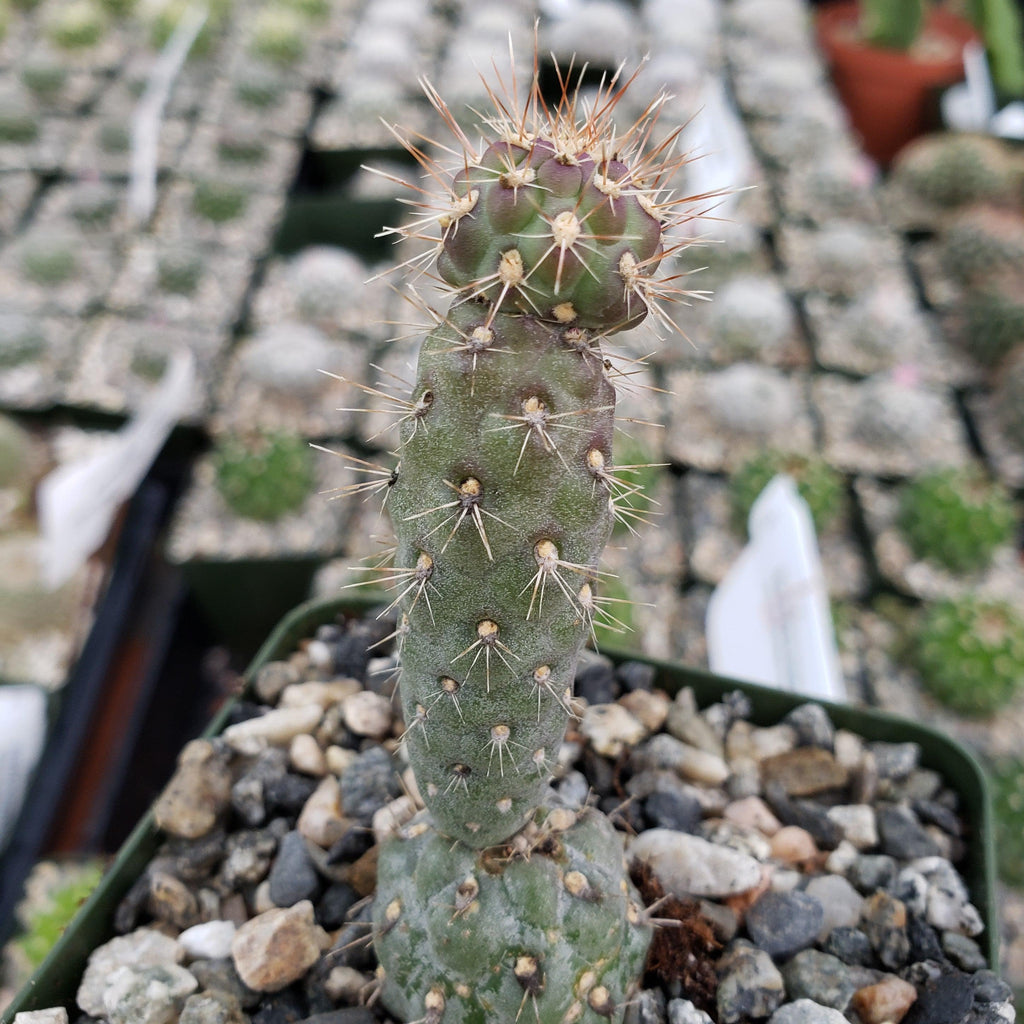Opuntia fulgida boxing glove cactus
