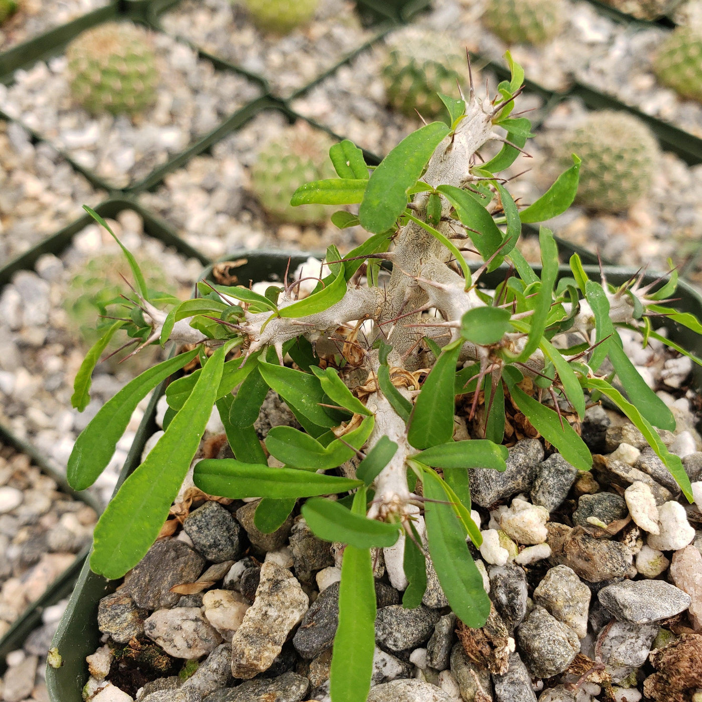 Euphorbia neobosseri