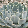 Echeveria Blue Frills