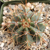 Melocactus concinnus