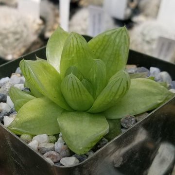 translucent succulent plants Haworthia planifolia