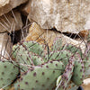 Opuntia macrocentra cutting