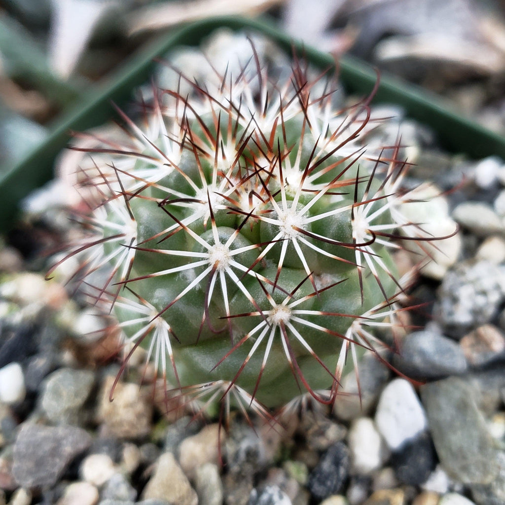 Mammillaria bartschella schumannii