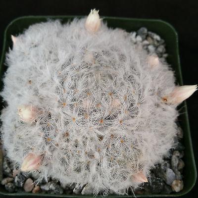 Feather Cactus ‘Mammillaria pulmosa’