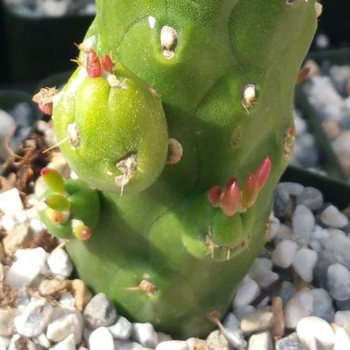 Austrocylindropuntia subulata monstrose cutting