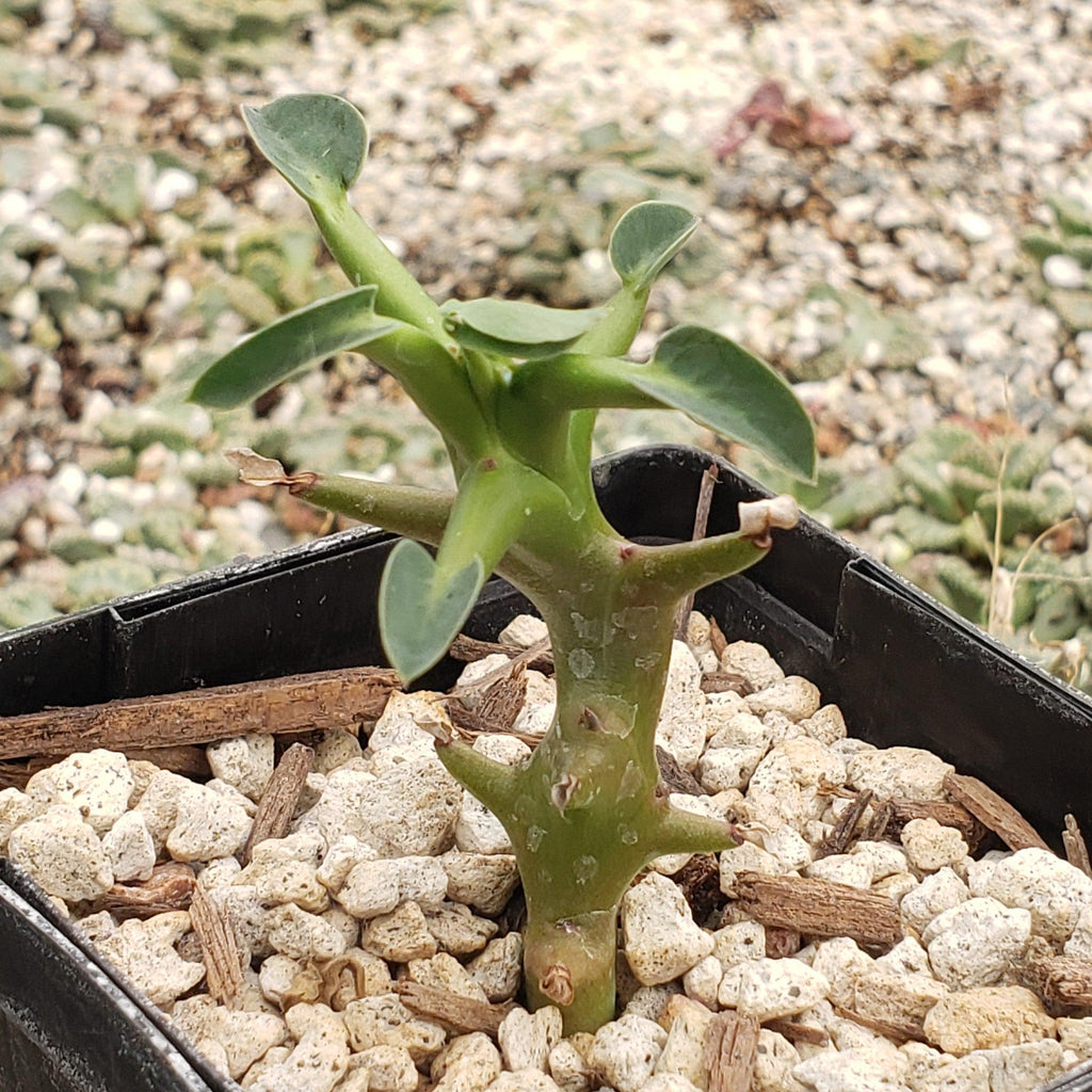 Euphorbia hamata