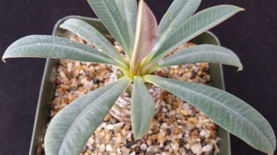 Euphorbia pachypadioides