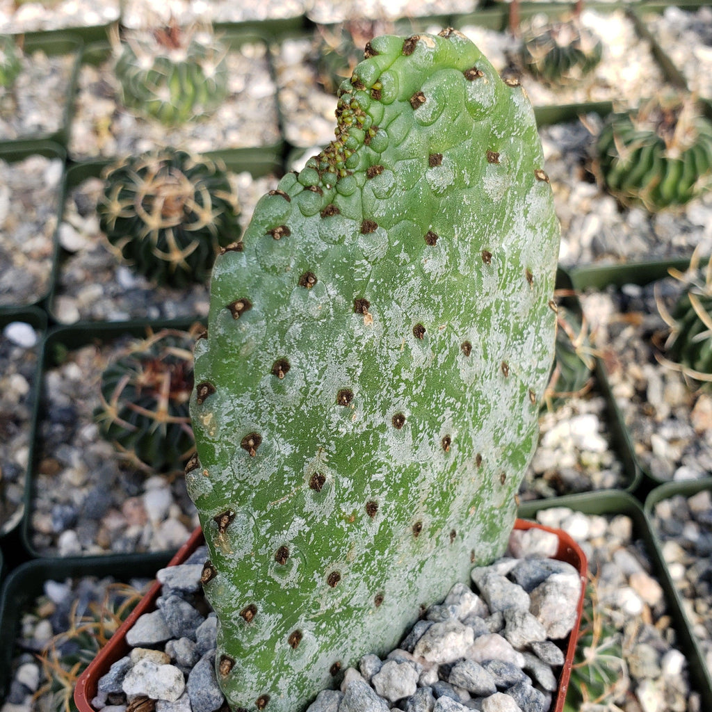 Opuntia Consolea rubescens road kill cutting