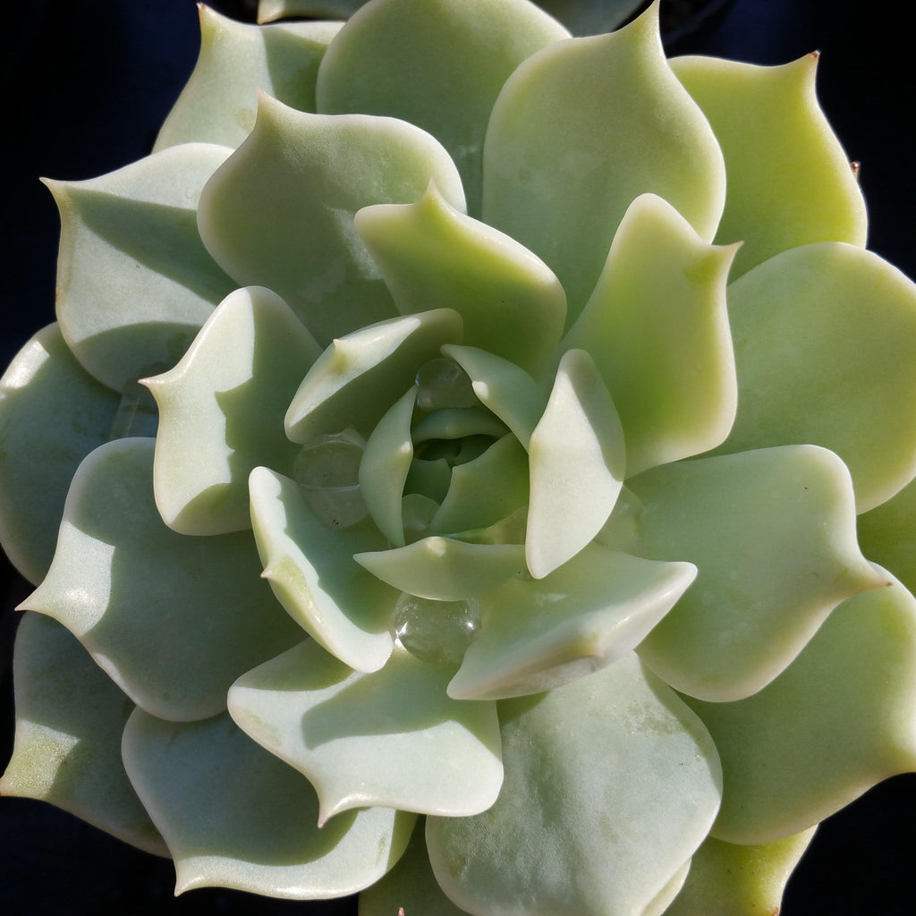 Echeveria Lola