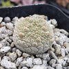 Pseudolithos harardheranus