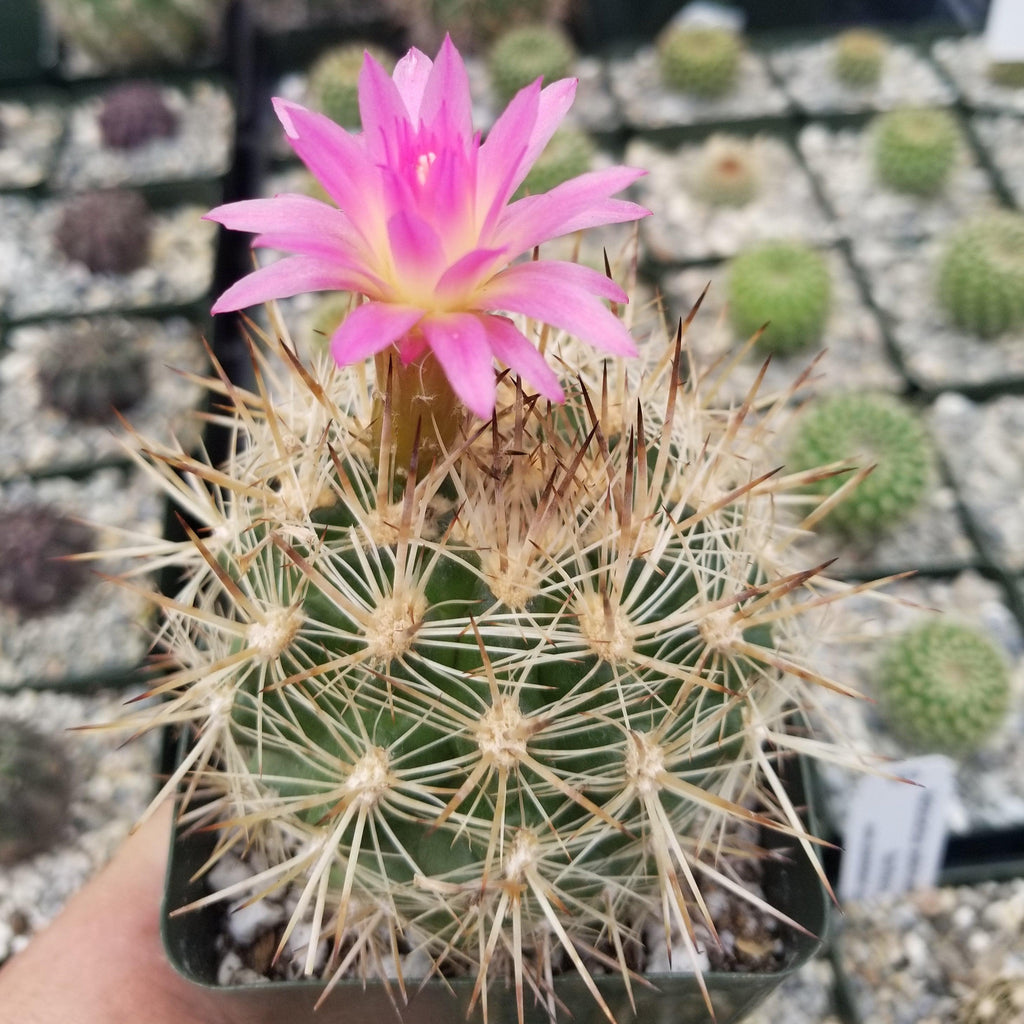 Neoporteria coimasensis